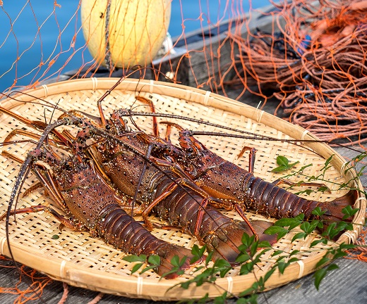 伊勢海老１kg（サイズおまかせ高知県産）※着日指定不可※エビ 甲殻類 海鮮BBQ アウトドア キャンプ お祝い【R00638】