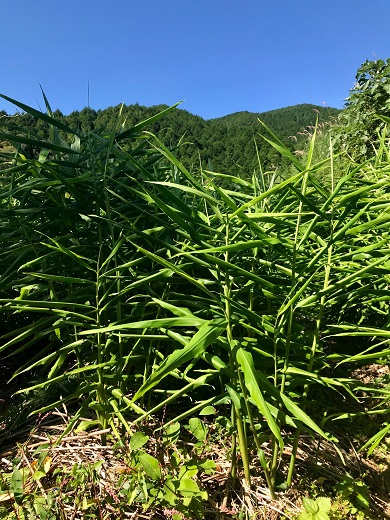 自然農 ひね生姜１kg（洗いショウガ）親生姜 皮まで食べられる 甘酢漬け ガリ 農薬肥料不使用【R00249】