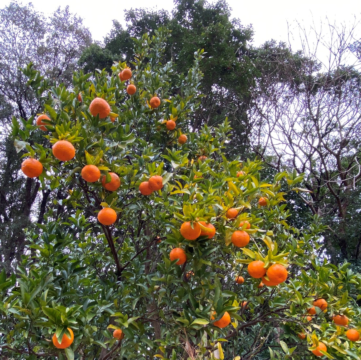 【先行予約】<訳あり> ぽんかん   5kg 高糖度 みかん 柑橘 高知 土佐清水 甘い ジューシー 完熟 フルーツ 果物 ビタミンC 旬 M～2Lサイズ 減農薬 産直 季節限定 家庭用 自宅用【R00891】