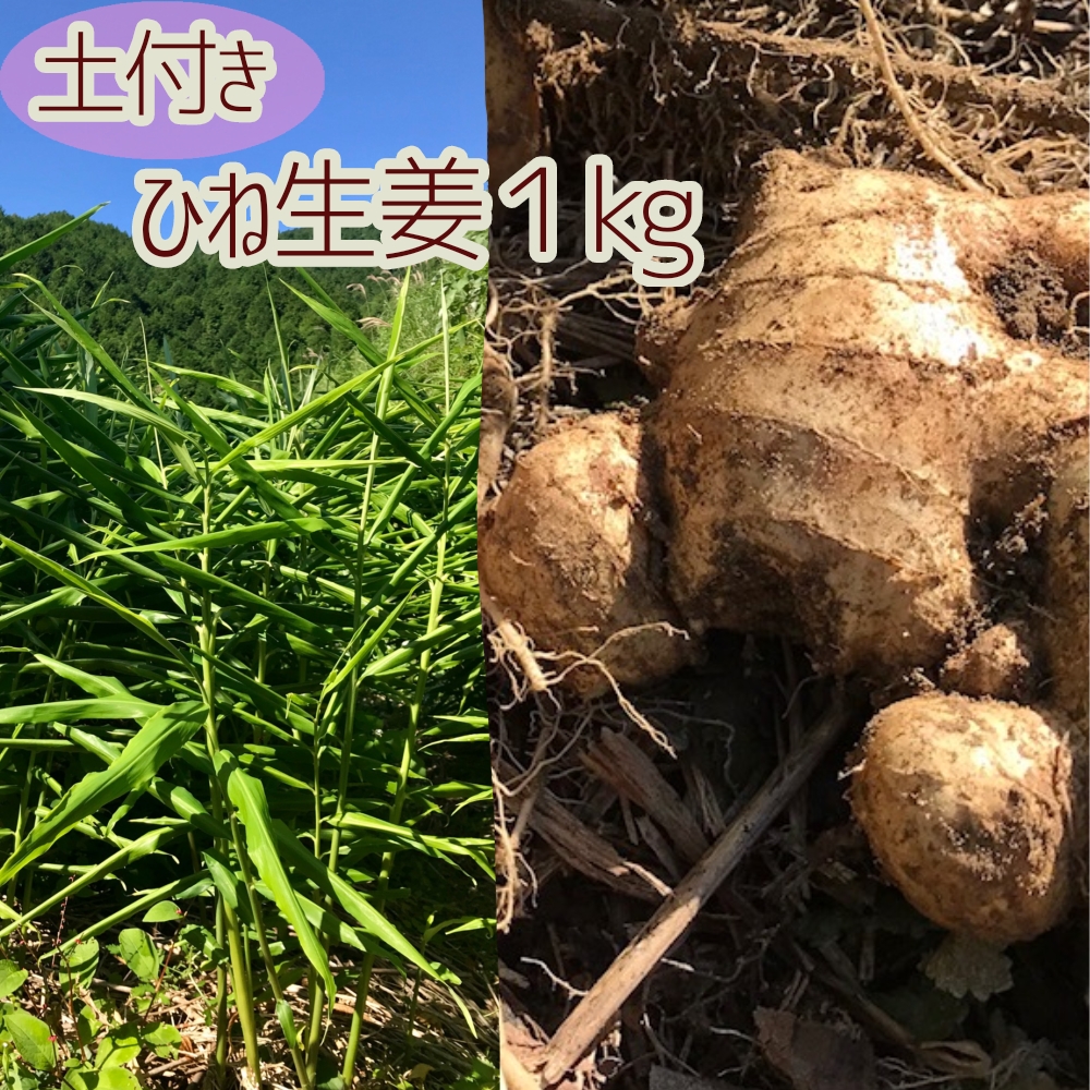 【先行予約】自然農 ひね生姜１kg（自然のままの土付き）親生姜 皮まで食べられる 甘酢漬け ガリ ショウガ【R00218】