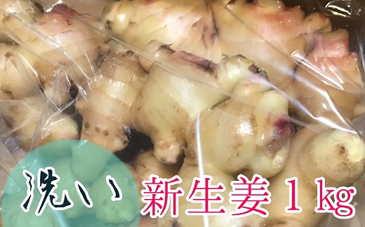 【先行予約】自然農 新生姜１kg（洗いショウガ）皮まで食べられる 甘酢漬け ガリ 農薬肥料不使用【R00248】