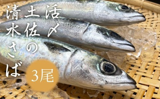 活〆土佐の清水さば（3尾） ブランドゴマサバ  鯖 鮮魚 刺身 直送【R00458】