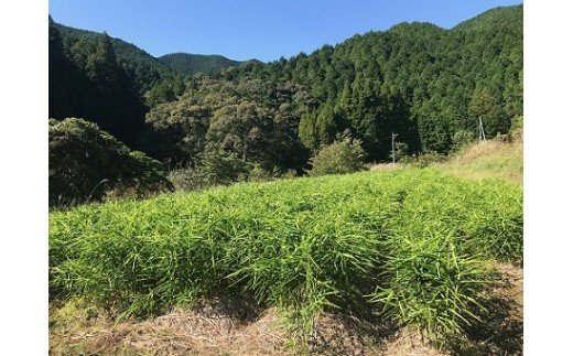 【先行予約】自然農 ひね生姜１kg（自然のままの土付き）親生姜 皮まで食べられる 甘酢漬け ガリ ショウガ【R00218】