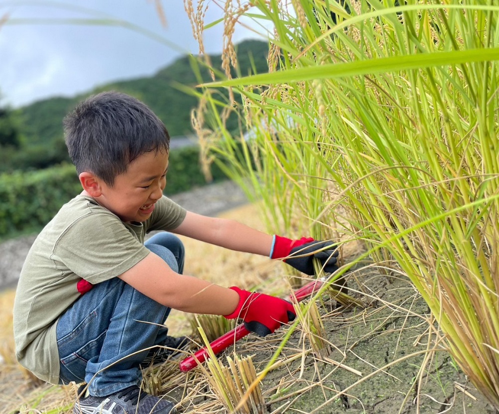 令和6年産　新米　 もち米６kg（精米3kg×2袋）ヒメノモチ もち米 モチ米 おもち 餅 おはぎ 赤飯 魚飯 ご飯 おこめ 米 おこわ 故郷納税 高知 土佐清水市 【R00424】