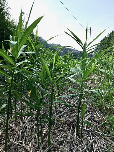 【先行予約】自然農 新生姜１kg（自然のままの土付き）皮まで食べられる 甘酢漬け ガリ ショウガ【R00216】