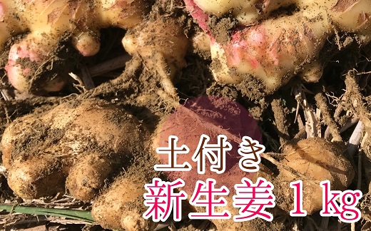 【先行予約】自然農 新生姜１kg（自然のままの土付き）皮まで食べられる 甘酢漬け ガリ ショウガ【R00216】