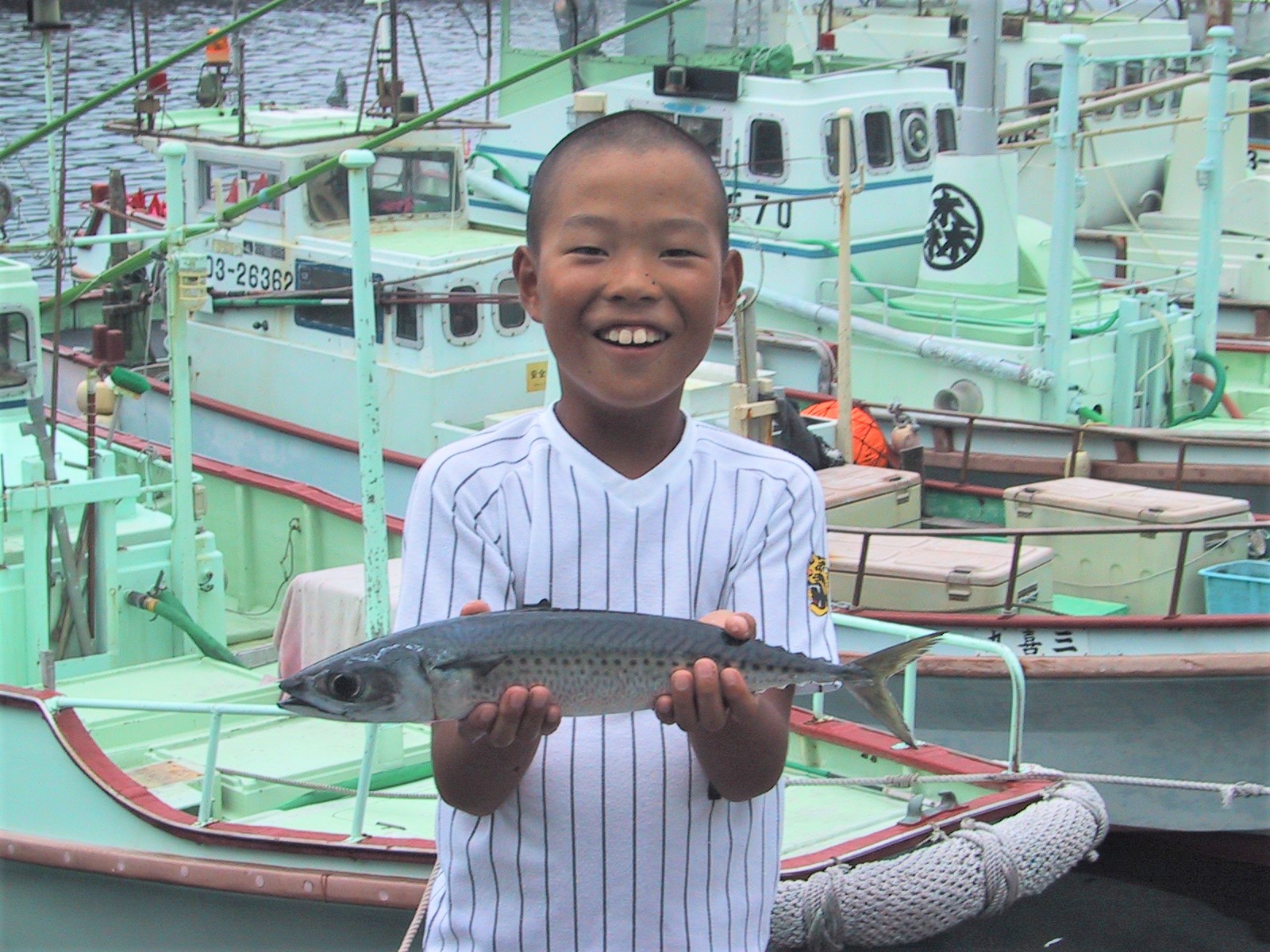 活〆土佐の清水さば（3尾） ブランドゴマサバ  鯖 鮮魚 刺身 直送【R00458】