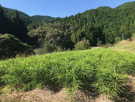 【先行予約】自然農 新生姜１kg（自然のままの土付き）皮まで食べられる 甘酢漬け ガリ ショウガ【R00216】