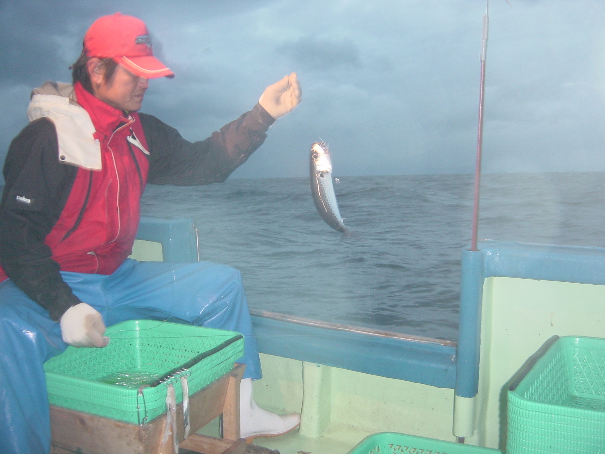 活〆土佐の清水さば（2尾） ブランドゴマサバ  鯖 鮮魚 刺身 直送【R00246】