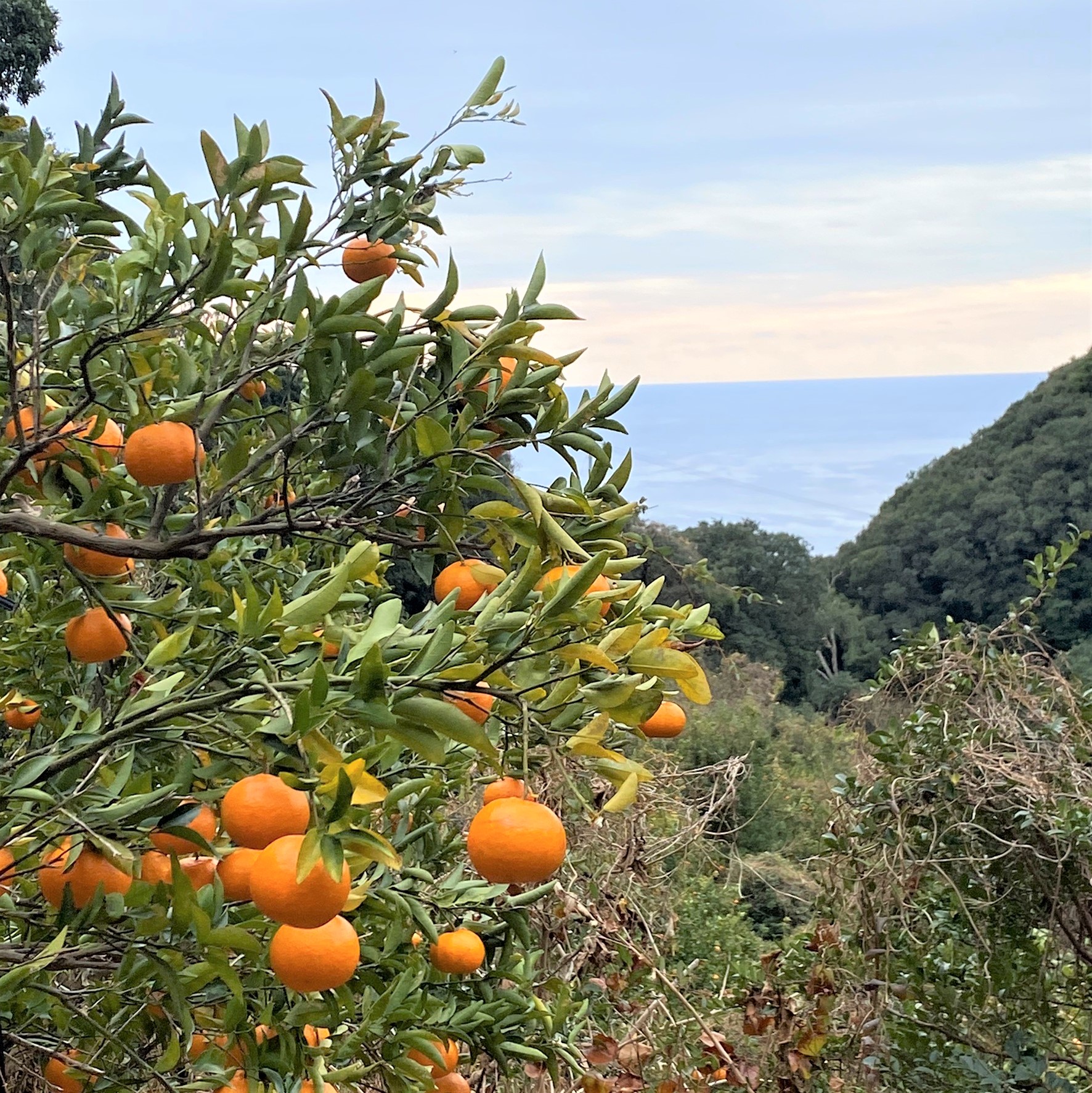 【先行予約】<訳あり> ぽんかん   5kg 高糖度 みかん 柑橘 高知 土佐清水 甘い ジューシー 完熟 フルーツ 果物 ビタミンC 旬 M～2Lサイズ 減農薬 産直 季節限定 家庭用 自宅用【R00891】