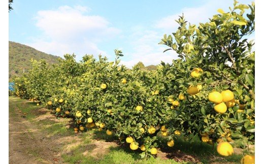 オレンジ園の土佐文旦10kg 柑橘 フルーツ みかん ザボン ぶんたん 先行予約【R01089】