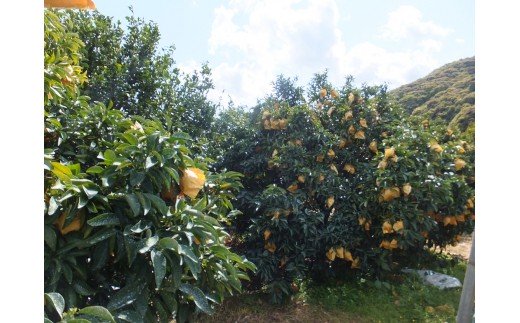 オレンジ園の小夏10kg 日向夏 みかん 柑橘 フルーツ こなつ ﾆｭｰｻﾏｰｵﾚﾝｼﾞ 先行予約【R00549】