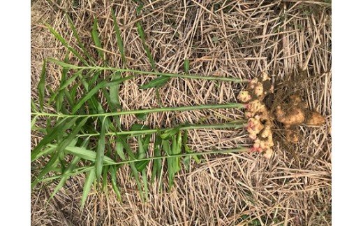 【先行予約】自然農 新生姜１kg（洗いショウガ）皮まで食べられる 甘酢漬け ガリ 農薬肥料不使用【R00248】