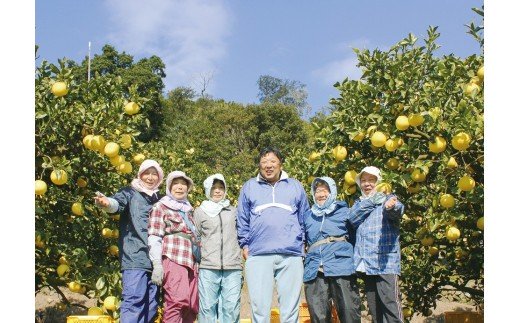 早川農園の土佐文旦（10kg）柑橘 フルーツ みかん ザボン ぶんたん 先行予約【R00579】