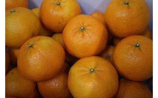 早川農園のぽんかん（３kg）デコポンの親 みかん 柑橘 フルーツ 先行予約【R00095】