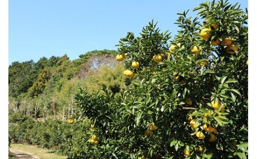 【訳あり】井村農園の小夏（５kg）日向夏 みかん 柑橘 フルーツ こなつ ﾆｭｰｻﾏｰｵﾚﾝｼﾞ 先行予約【R00221】