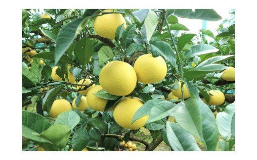 早川農園の土佐文旦（10kg）柑橘 フルーツ みかん ザボン ぶんたん 先行予約【R00579】