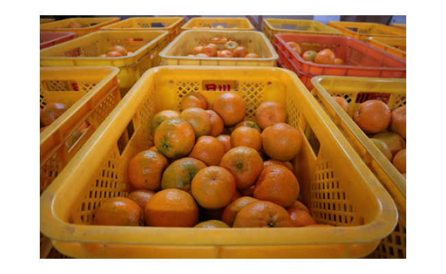 早川農園のぽんかん（５kg）デコポンの親 みかん 柑橘 フルーツ 先行予約【R00213】