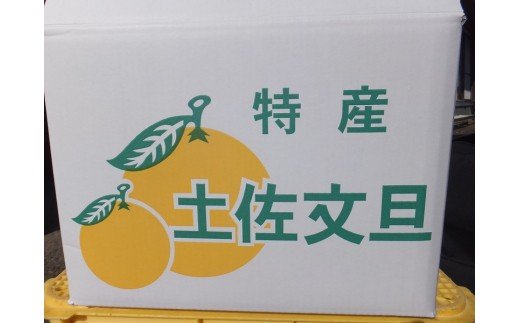 【訳あり】オレンジ園の土佐文旦10kg 柑橘 フルーツ みかん ザボン ぶんたん 先行予約【R00436】