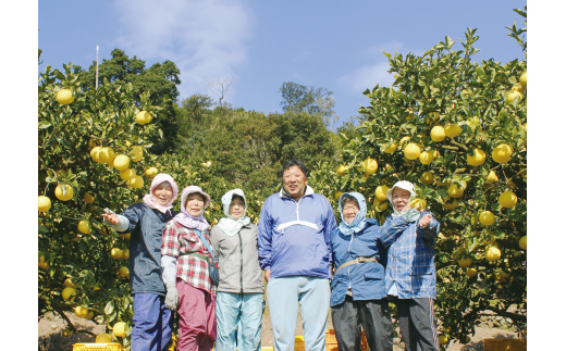 早川農園のぽんかん（３kg）デコポンの親 みかん 柑橘 フルーツ 先行予約【R00095】