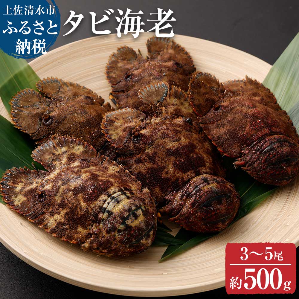 天然タビ海老（ゾウリエビ）約500g（３～５尾入り）サイズおまかせ 贈答可 タビエビ セミエビ科 ゾウリ海老 ウチワ 海老 えび 天然 お刺身 刺身 お味噌汁 パスタ 濃厚 甘い【R01249】