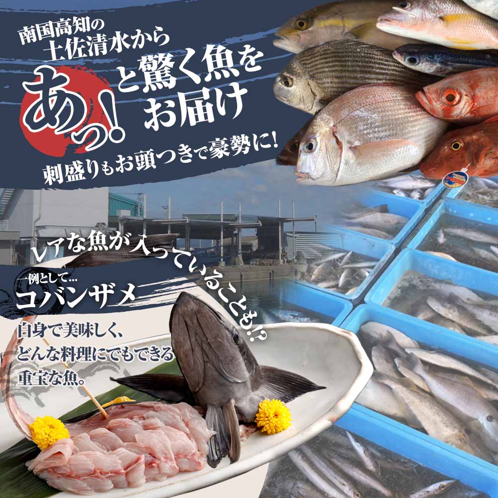 旬の朝獲れ鮮魚詰め合わせ【以布利定置網 漁師直送】朝獲れ 旬 鮮魚 魚介 海鮮 魚 さかな せんぎょ 鮮魚セット 詰め合わせ おまかせ  お任せ【S00818】 - ふるさとパレット ～東急グループのふるさと納税～