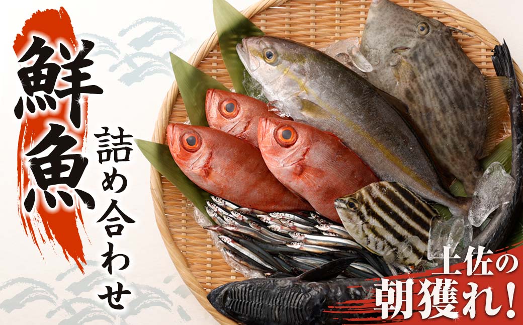 旬の朝獲れ鮮魚詰め合わせ【以布利定置網　漁師直送】朝獲れ 旬 鮮魚 魚介 海鮮 魚 さかな せんぎょ 鮮魚セット 詰め合わせ おまかせ お任せ【S00818】