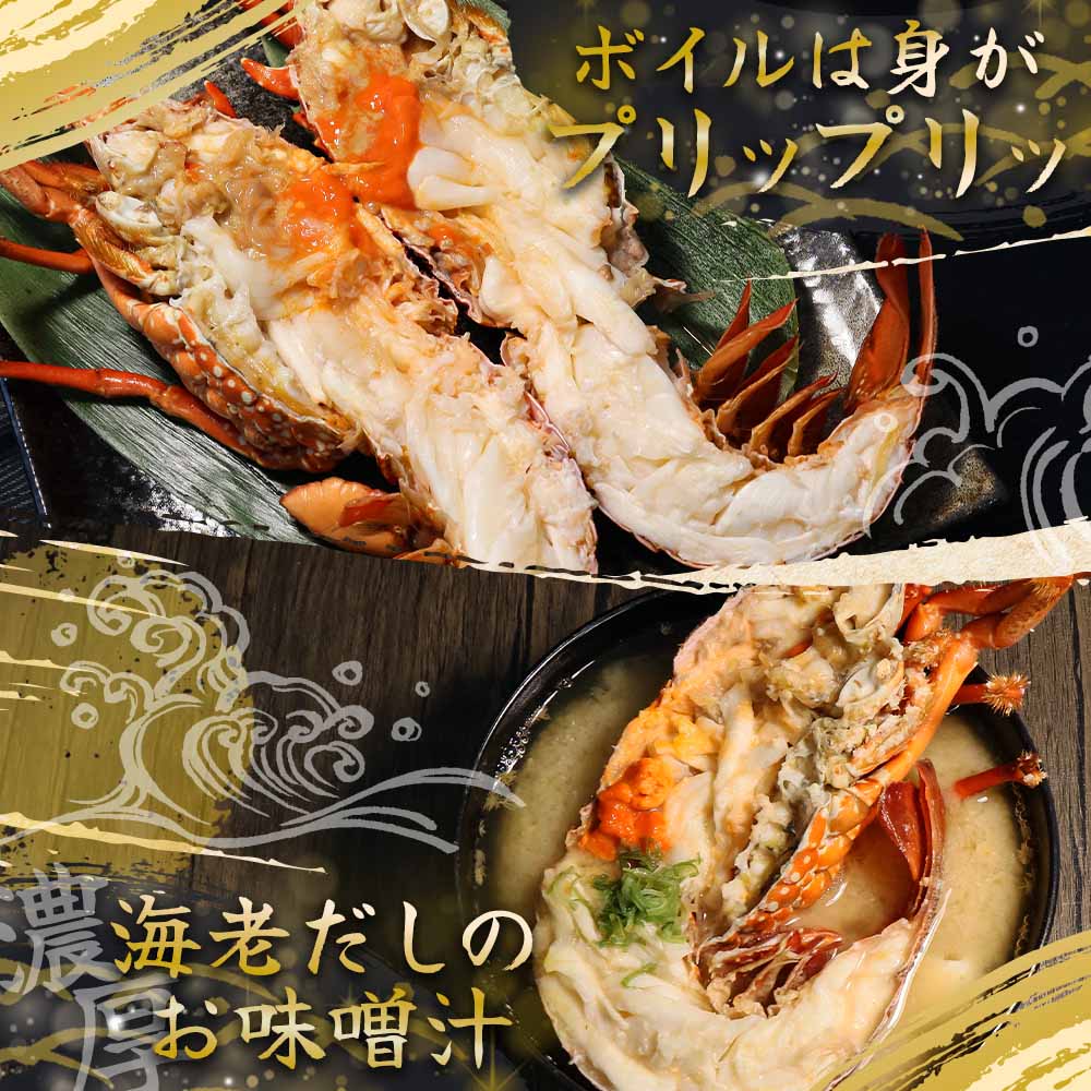 天然伊勢海老１kg（サイズ・匹数おまかせ）甲殻類 エビ アウトドア キャンプ 海鮮BBQ【R00625】