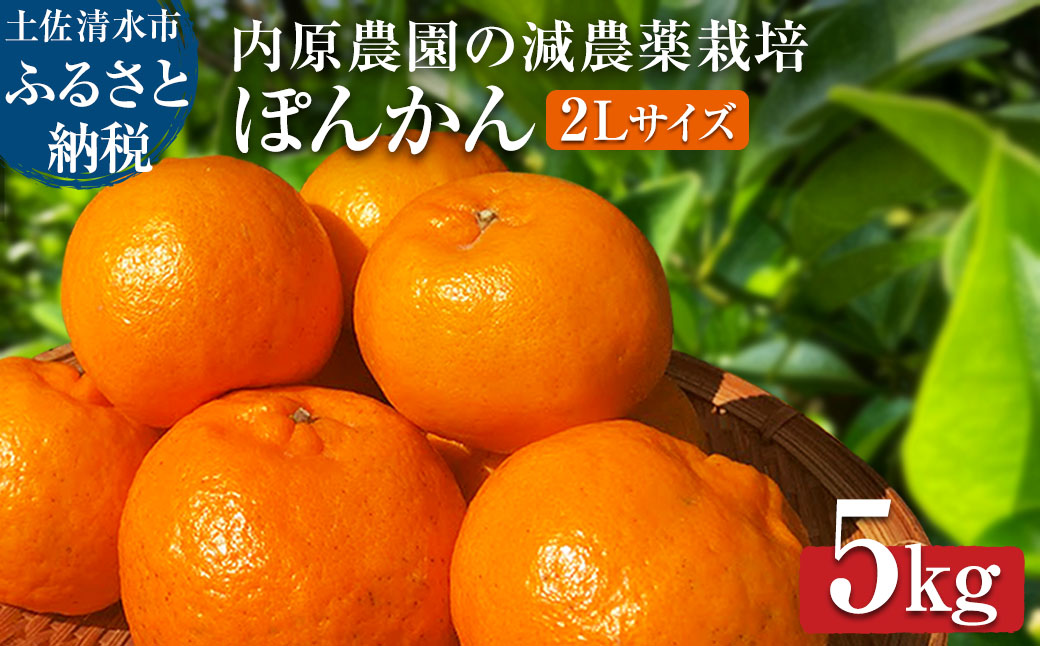 先行予約 内原農園の減農薬栽培 ぽんかん（2Lサイズ）5キロ 贈答用 みかん 蜜柑 ミカン 柑橘 かんきつ ポンカン フルーツ オレンジ 果物 くだもの 甘い ジューシー 高知【R01098】