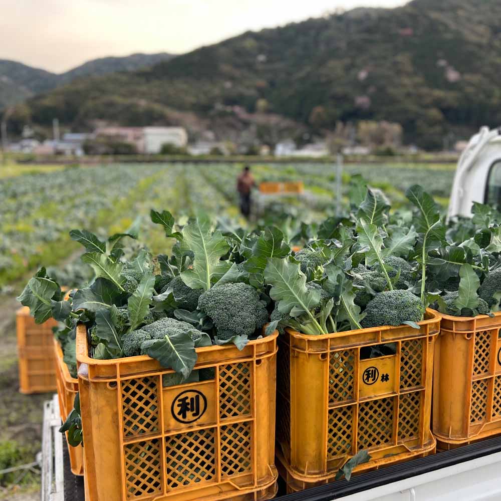 朝採り 土佐のブロッコリー 大玉6個 1.5~1.8kg 農家のオススメ専用レシピ付き やさい 野菜 栄養 タンパク質 健康 ビタミンC おかず お弁当 サラダ 料理 冷蔵 配送 国産【R01210】