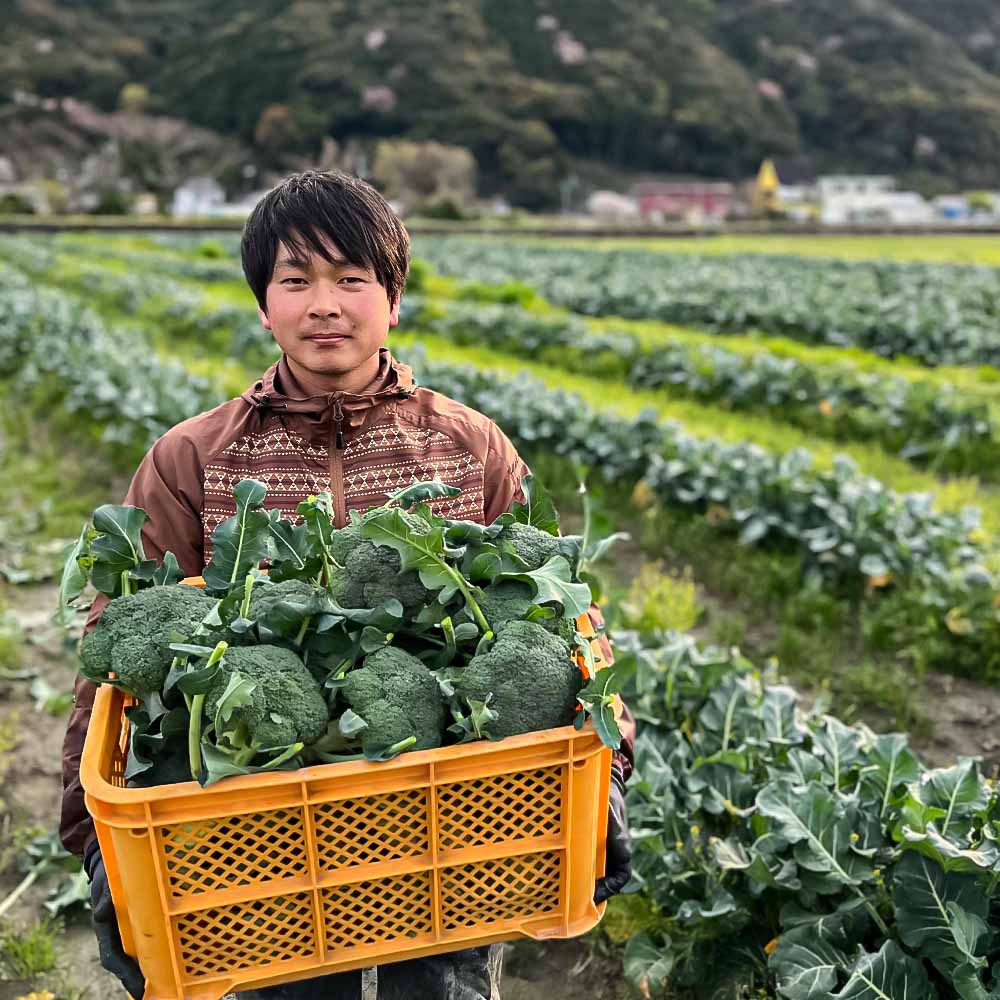 朝採り 土佐のブロッコリー 大玉6個 1.5~1.8kg 農家のオススメ専用レシピ付き やさい 野菜 栄養 タンパク質 健康 ビタミンC おかず お弁当 サラダ 料理 冷蔵 配送 国産【R01210】