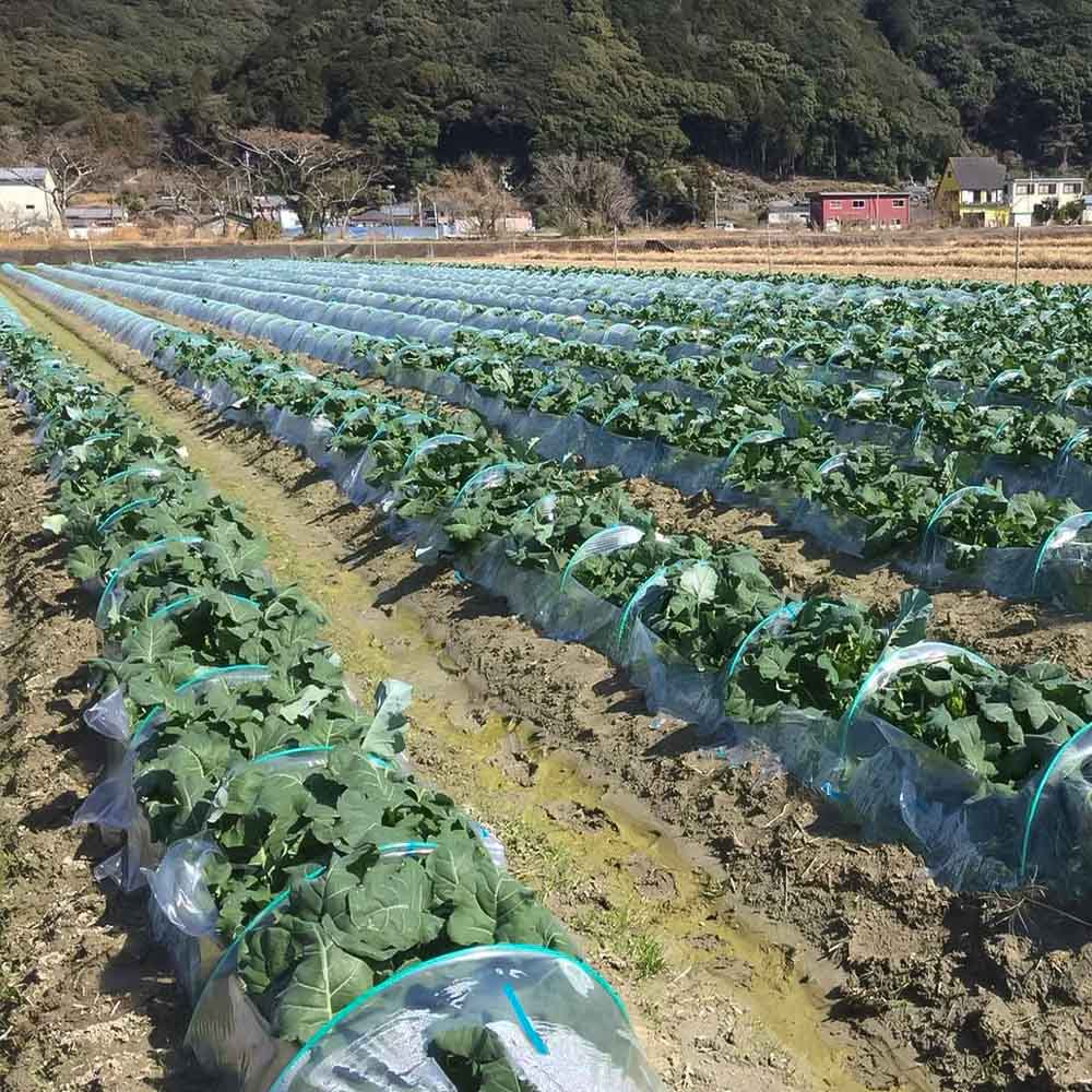 朝採り 土佐のブロッコリー 大玉6個 1.5~1.8kg 農家のオススメ専用レシピ付き やさい 野菜 栄養 タンパク質 健康 ビタミンC おかず お弁当 サラダ 料理 冷蔵 配送 国産【R01210】