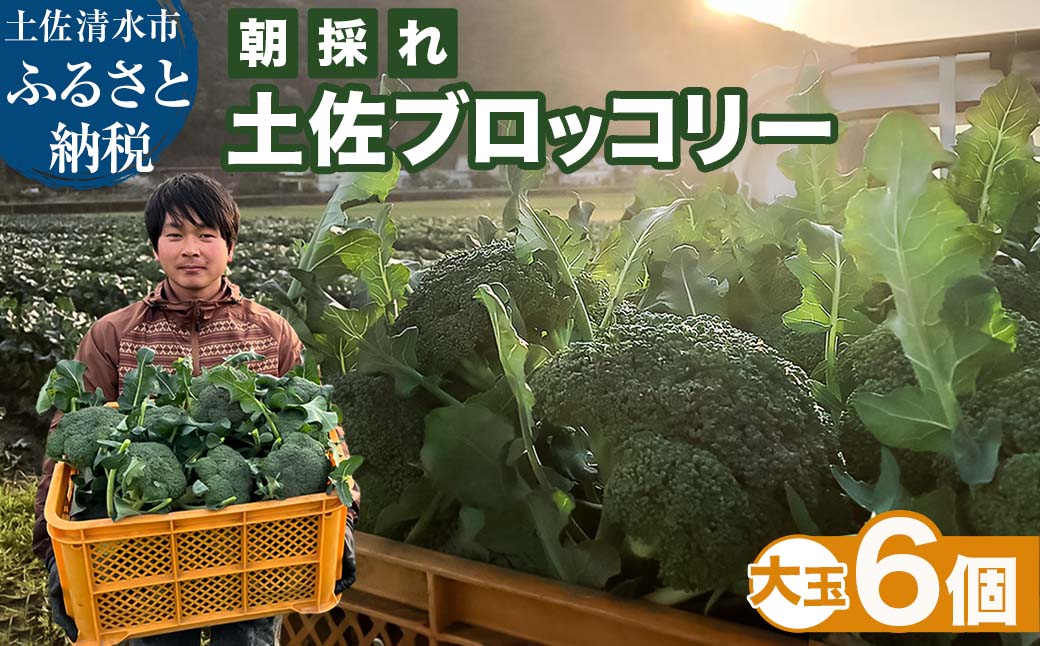 朝採り 土佐のブロッコリー 大玉6個 1.5~1.8kg 農家のオススメ専用レシピ付き やさい 野菜 栄養 タンパク質 健康 ビタミンC おかず  お弁当 サラダ 料理 冷蔵 配送 国産【R01210】 - ふるさとパレット ～東急グループのふるさと納税～