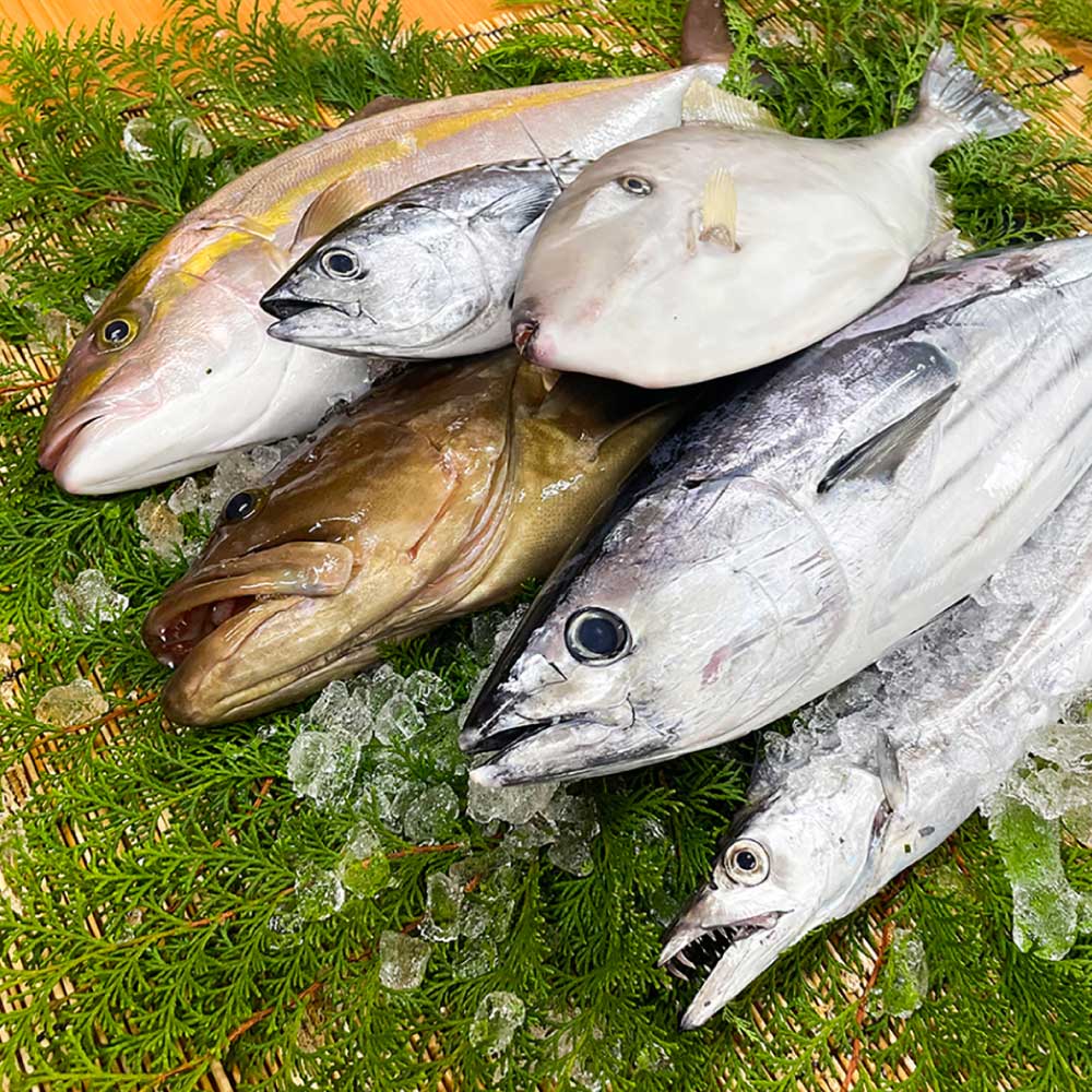 下処理済 おまかせ鮮魚フィレ(かつお、ぶり、かんぱち、ネイリ、鯛、ひらめなど) 2~3種 約1.5kg~2kg(10人前) 加工済み 魚 海鮮 シーフード 詰め合わせ 魚介 刺身【R01341】