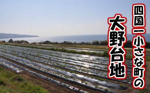 【四国一小さなまち】 ★先行受付：2023年5月発送開始★　大野台地で採れた 令和５年産『 新じゃが 』 １２ｋｇ　訳アリ品 