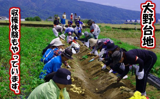 【四国一小さなまち】 ★先行受付：2023年5月発送開始★　大野台地で採れた 令和５年産『 新じゃが 』 １２ｋｇ　訳アリ品 