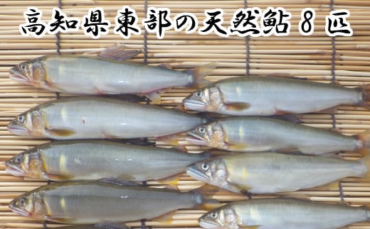 【四国一小さなまち】 ★ 令和5年 ★ 高知県東部の天然鮎（あゆ） 8匹 （14.5cm～18cm未満）