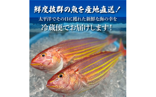 ～四国一小さなまち～ 土佐の朝どれ「旬」地魚詰め合わせ（2～3人前）朝獲れ 旬 鮮魚 魚 魚介 海鮮 海の幸 さかな 鮮度 セット おまかせ お任せ ウロコ・内臓・エラ処理済み