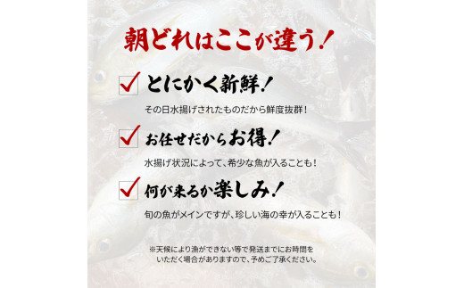 ～四国一小さなまち～ 土佐の朝どれ「旬」地魚詰め合わせ（2～3人前）朝獲れ 旬 鮮魚 魚 魚介 海鮮 海の幸 さかな 鮮度 セット おまかせ お任せ ウロコ・内臓・エラ処理済み