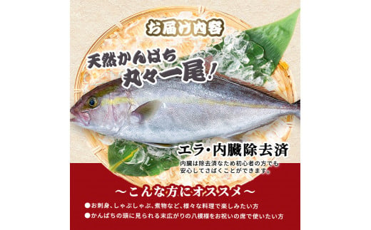 ～四国一小さなまち～ 天然カンパチ 1尾 1.5～2kg（エラ・内臓除去済）活き締め 1.5～2キロ かんぱち 刺身 お寿司 しゃぶしゃぶ アレンジ 新鮮 魚 海鮮 国産 天然 おかず お取り寄せ