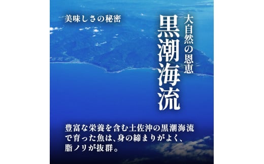 ～四国一小さなまち～ 天然カンパチ 1尾 1.5～2kg（エラ・内臓除去済）活き締め 1.5～2キロ かんぱち 刺身 お寿司 しゃぶしゃぶ アレンジ 新鮮 魚 海鮮 国産 天然 おかず お取り寄せ