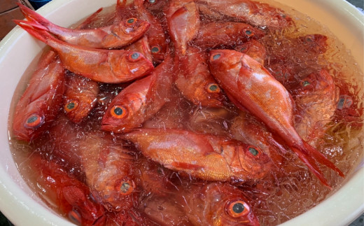 【四国一小さなまち】　≪土佐沖獲れ≫　高級魚『金目鯛』まるごと２匹（冷蔵）