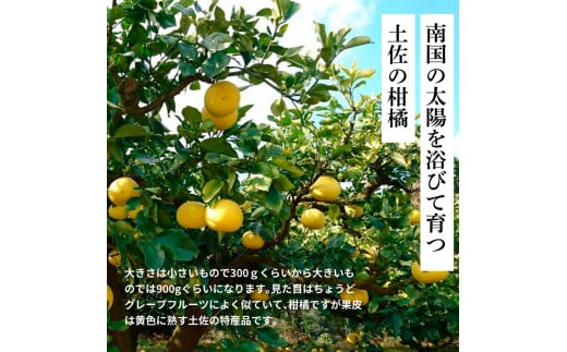 先行予約 土佐の柑橘 土佐文旦 5kg 詰め合わせ （皮むき機）付き 文旦 5キロ ぶんたん 柑橘 高知県 高知 返礼品 故郷納税 16000円 果物 くだもの フルーツ お取り寄せ 美味しい おいしい ギフト プレゼント 贈答品 贈り物 お歳暮 御歳暮 熨斗 のし 常温