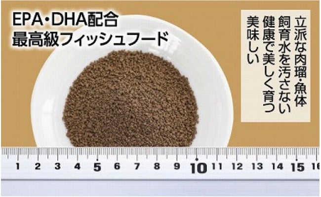 らんちう貴族C 120g 当歳魚用