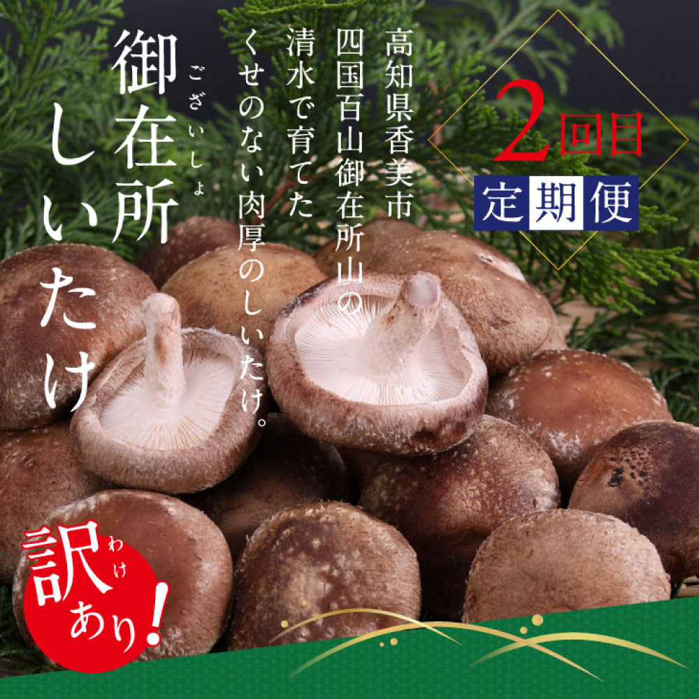 土佐味堪能香美市コラボ5ヶ月定期便 かつおのタタキ×1.5kg 御在所しいたけ 土佐和牛霜降りスライス(うで)×450g 牛バラスライス×450g マグロの漬け丼の素 80g×5Pセット 訳あり