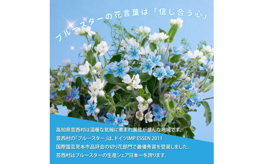 《先行予約》芸西村特産ブルースター花束（約30本程度の花束）