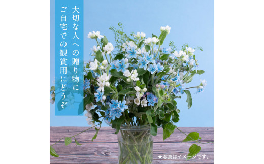 《先行予約》芸西村特産ブルースター花束（約30本程度の花束）