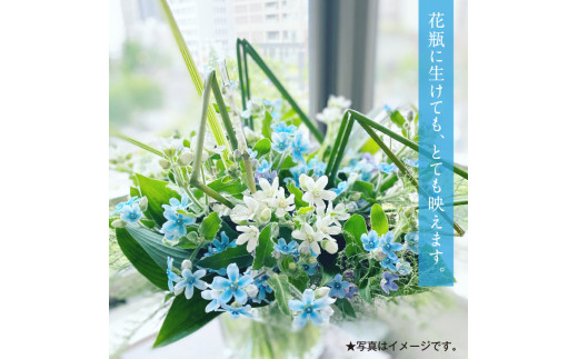 《先行予約》芸西村特産ブルースター花束（約30本程度の花束）