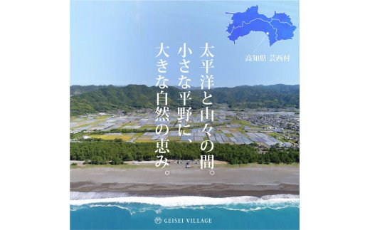 先行予約 新米 コシヒカリ 10kg (5kg×2袋) 芸西米 げいせいまい 令和6年産 10キロ 米 こめ コメ こしひかり 精米 白米 お米 おこめ ご飯 国産 通販 お取り寄せ 送料無料