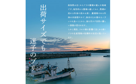 緊急支援 海鮮「ブリの漬け丼の素」1食80g×10P《迷子の鰤を食べて応援 養殖生産業者応援プロジェクト》応援 順次出荷中 惣菜 そうざい冷凍 保存食 小分け パック 高知 海鮮丼 一人暮らし〈高知市共通返礼品〉